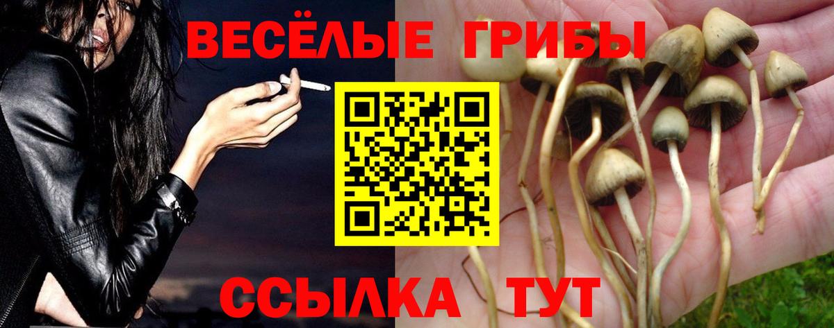 Псилоцибиновые грибы Psilocybine cubensis Морозовск